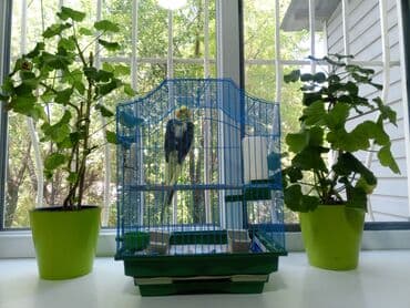 домик для птицы: Удобная клетка для птиц, выполненная в ярких цветах: синий верх и — 3