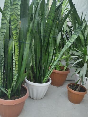 детскую кровать 7 в 1: Рассада деревьев: Самовывоз — 6