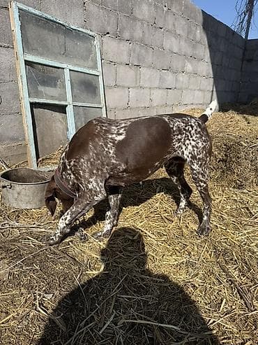 Курцхаар, 3 года, Самка, С родословной