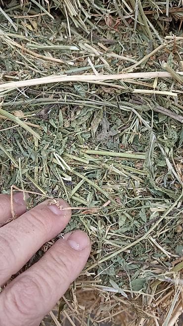 тюки клевер беловодск: Клевер аралаш чоп доставка есть — 3