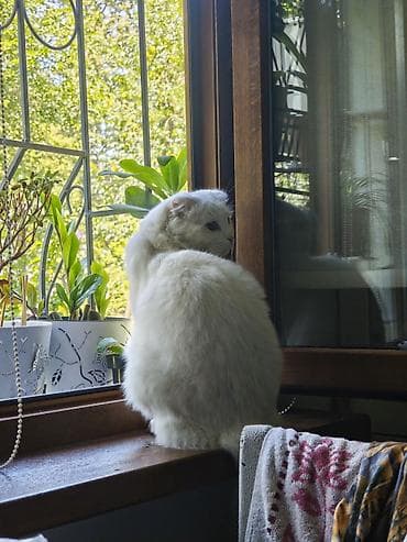 cat sofa: Скотиш Фолд (Шотландская вислоухая), 7 месяцев, Мальчик, Белый, С документами, С прививками — 1