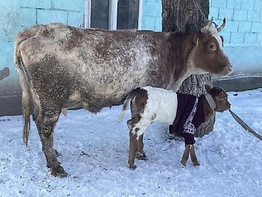 кара балта тай: Продаю | Корова (самка) | Айрширская | Для молока — 2