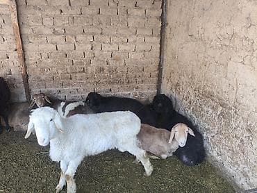 коровы галштин: Продаю | Овца (самка) | Для разведения | Ярка — 3