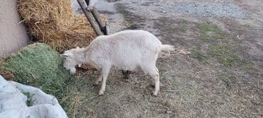 продажа кормов для сельскохозяйственных животных: Продаю | Коза (самка) | Для молока — 3