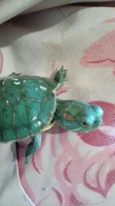 улитки ахатина: Водная черепашка (красноухая). Небольшой размер, ярко‑зеленый панцирь — 2