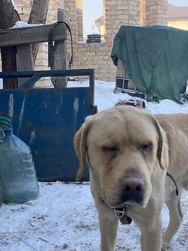 ковказская овчарка: Лабрадор-ретривер, кобель, светло‑палевого окраса. Особенности: - — 1