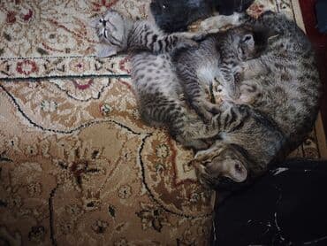 сколько стоит котенок шотландский вислоухий: Отдам в хорошие руки котят. Мама пароды Пиксибоб — 4