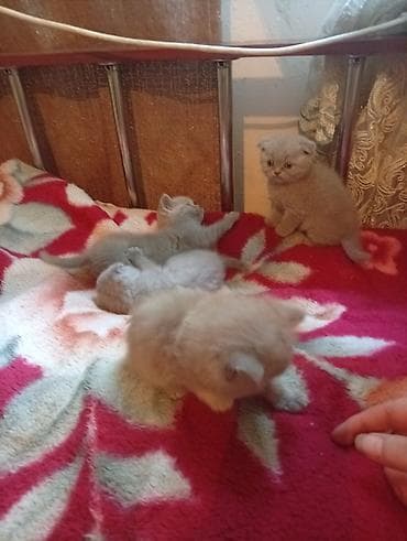 перья: Шотландские вислоухие котята (Scottish Fold), окрасы серо-голубой и — 8