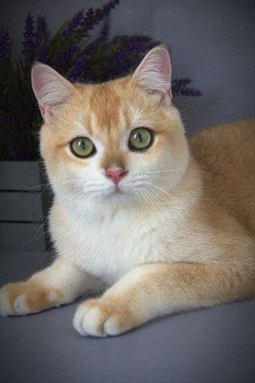 сколько стоит вислоухий кот: Британская короткошёрстная, 5 месяцев, Мальчик, Золотая шиншилла, С прививками — 1