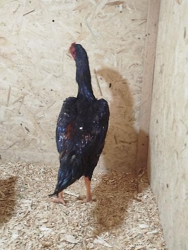 ящик сатам: Продаю | Куры — 2