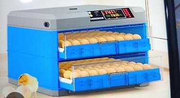 абиссинская кошка бишкек: Инкубаторы китайский сатылат жаңы полный автомат свет очсо 12 вольт — 8