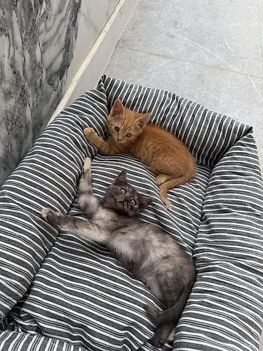 Котята : рыжий мальчик и трехцветная девочка Описание: - Порода