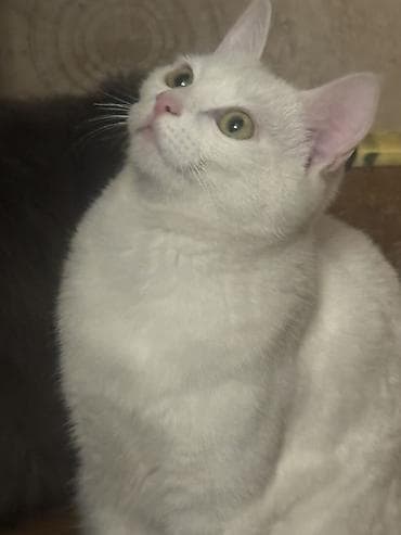 Вязка кошек: Ангорская, 8 месяцев, Девочка, Белый, Приучена к лотку — 2