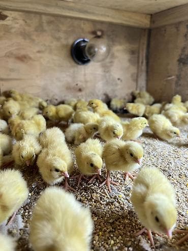 корм для несушек купить: Продается суточние перепелята. Порода - Техас утяжеленный - 25 сом — 2