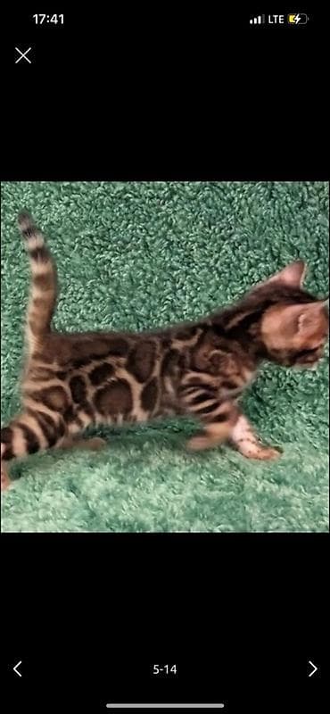 британка кошка: Бенгальский котёнок с ярким контрастным рисунком «розетки на золоте» — 1