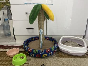 ошейник для кошки: Мышык сатам балдар менен жакшы ойнойт сүйкүмдүү соонын мышык лотоко — 4