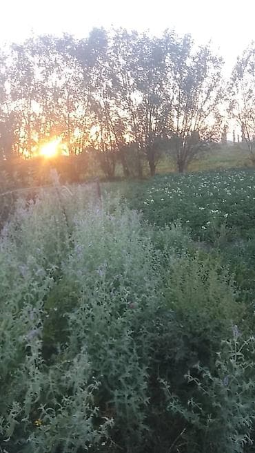 массаж западный: 4 соток, Для строительства, Красная книга — 5