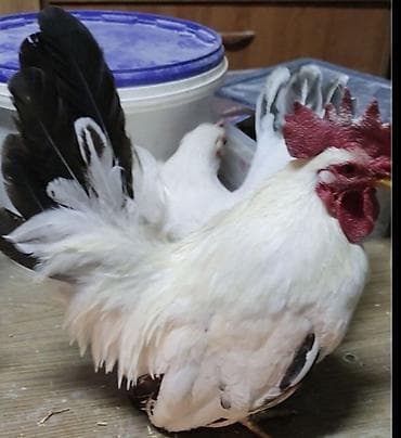 бомбейская кошка: Продаю японские Шабо карлики кур петух — 4