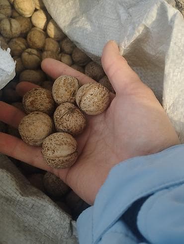 Бышырылган, нан булочка азыктары: Грецкий орех в скорлупе - Калибр: средний, округлой формы, ровная — 1