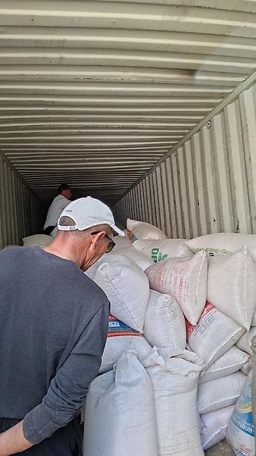 10 ТОННА АРПА САТЫЛАТ! Кара-Балта, Новониколаевка. Баасын келишебиз