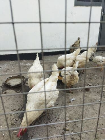 домик для: Продаю | Петух | Домашняя | Для разведения — 5