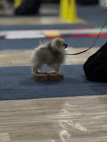 Шпиц, 4 месяца, Самка, С прививкой, С родословной at lalafo.kg Шпиц, 4 месяца, Самка, С прививкой, С родословной