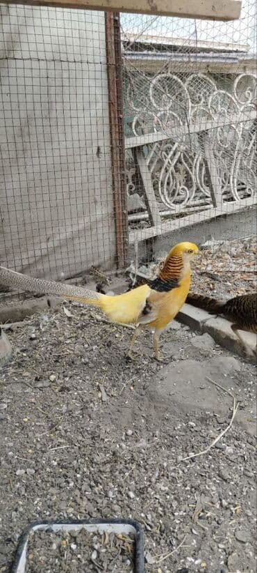 Ковролин: Продам золотых и лимонных фазанов этого года парами и по отдельности — 2