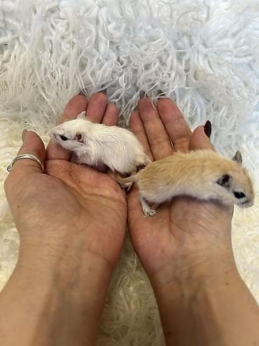 Другие животные: Продаются хомячки джунгарские, сирийские, ангорские пушистые хомячки — 9