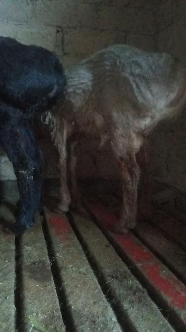 кошки парода: Продаю | Ягненок | Для разведения | Ярка — 3