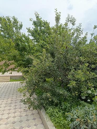 совхоз ала тоо дом: Продаётся частный дом с большим благоустроенным двором и садом — 7