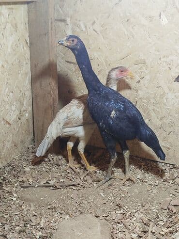 собака охотничий: Дакан жожо мекиш короздор сатылат активный алмашу жолдору бар адрес — 5