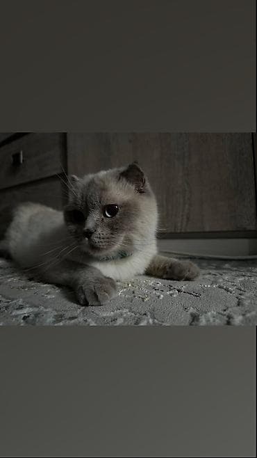 кошка лысая: Вязка: Скотиш Фолд (Шотландская вислоухая), Девочка, 1 год, С документами, С прививками, Серый — 2