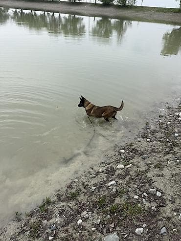 ит арзан: Бельгийская овчарка, 5 месяцев, Самец — 4