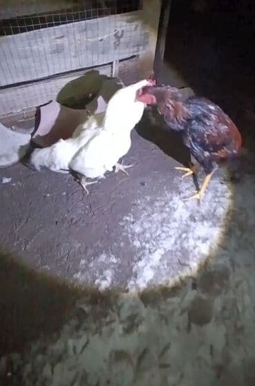 Ветеринар кызматы: Сатам | Короздор | Үй | Көбөйтүү үчүн — 3