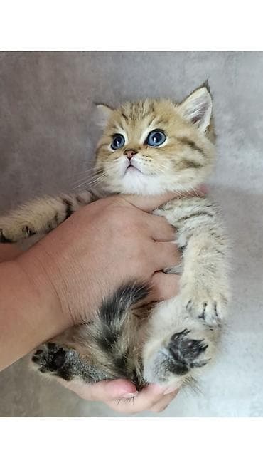 Скотиш Страйт (Шотландская прямоухая), 2 месяца, Мальчик, Золотая шиншилла, Приучена к лотку