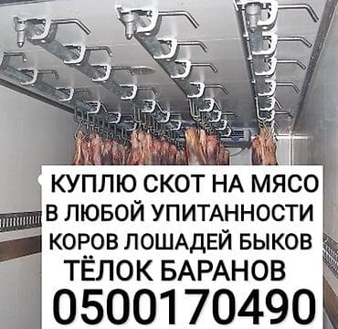 Скупаем скот на мясо на забой на откорм любого возраста и упитанности