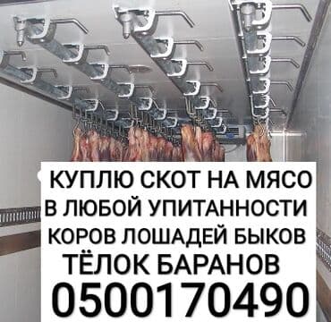 рыба купить: Скупаем скот на мясо на забой на откорм любого возраста и упитанности — 1