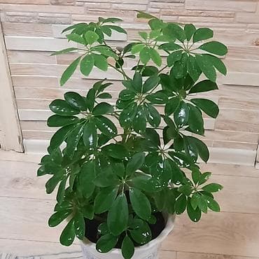 Комнатные растения в декоративных горшках: 1) Шеффлера (Schefflera