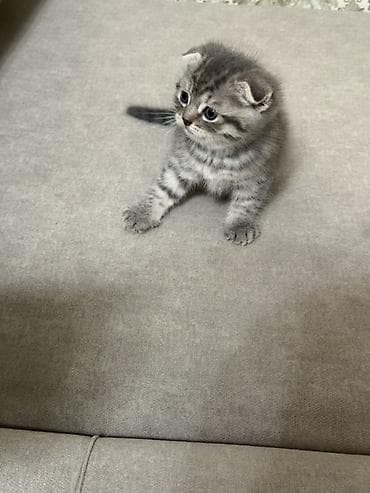 веслоухая кошка: Скотиш Фолд (Шотландская вислоухая), 1 месяц, Девочка, Серый, Приучена к лотку — 1