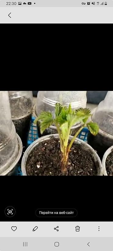 Саженцы малины в стаканчиках - Молодые укоренённые саженцы малины