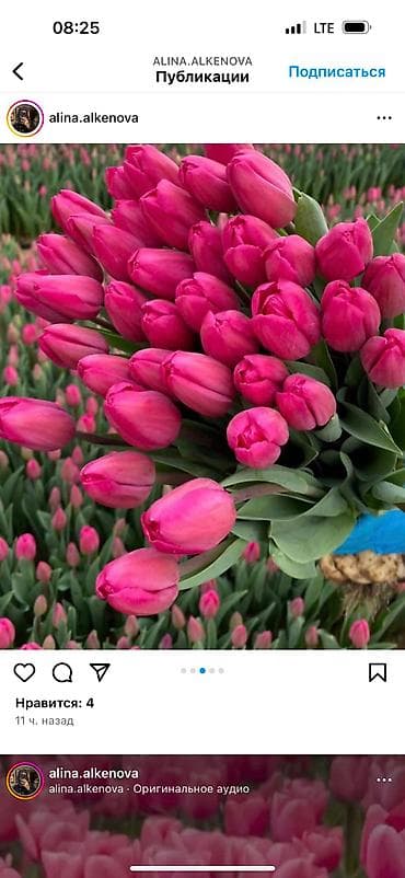 декоративные цветы бишкек: Принимаю заказы тюльпанов!Самые яркие,сочные цвета,более 15 видов — 1