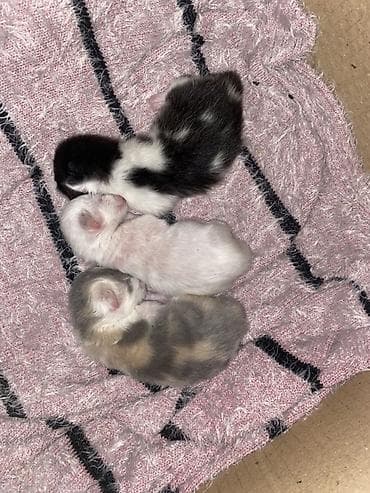 котята мейн кун: 2 месяца, Мальчик, Метис, Приучена к лотку — 7
