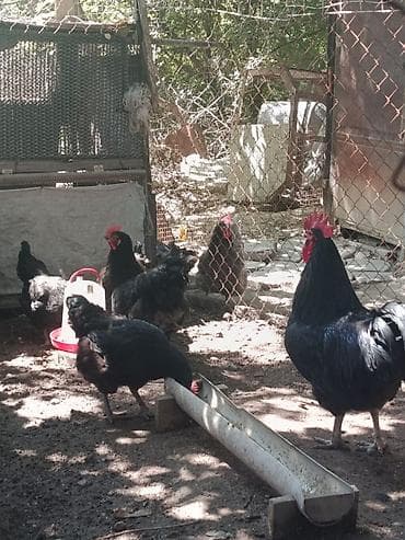 жерси: Продаю | Куры, Петух | Домашняя | Для разведения — 3