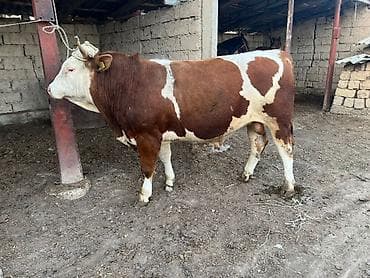 симентал уйлар: Продаю | Бык (самец) | Монбельярд | На откорм | Племенные — 4