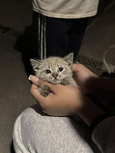 барханный кот: Котёнок, окраска серо-песочная с лёгким тигровым рисунком. Большие — 1