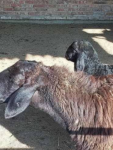 ит атабыз: Продаю | Овца (самка) | Арашан, Романовская | Для разведения | Матка — 5