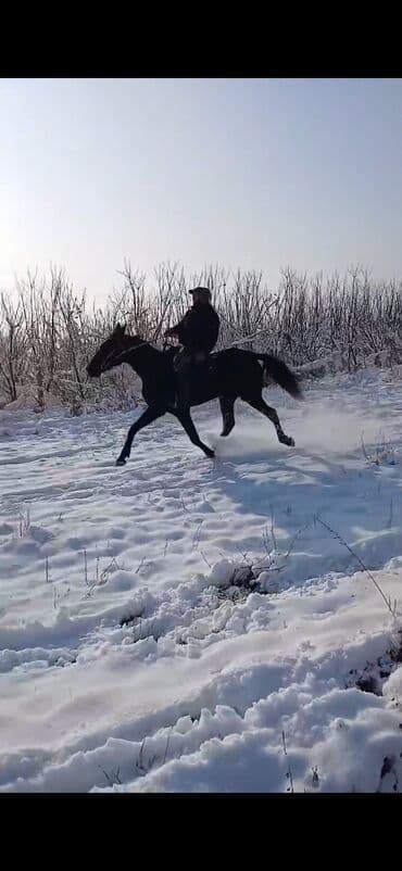 седло для осла: Продаю | Кобыла (самка) | Кара Жорго | Для разведения, Конный спорт | Племенные — 5