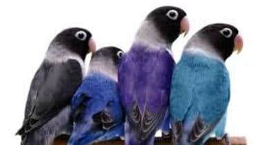 кролик купить декоративный: Массковые неразлучники (Agapornis): декоративные попугаи малых — 2