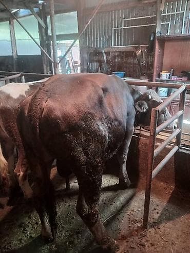 продаю страусов: Продаю | Бык (самец) | На откорм | Племенные — 5