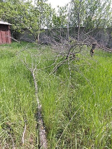 фруктовые дрова: Дрова Фруктовая древесина, Самовывоз — 3